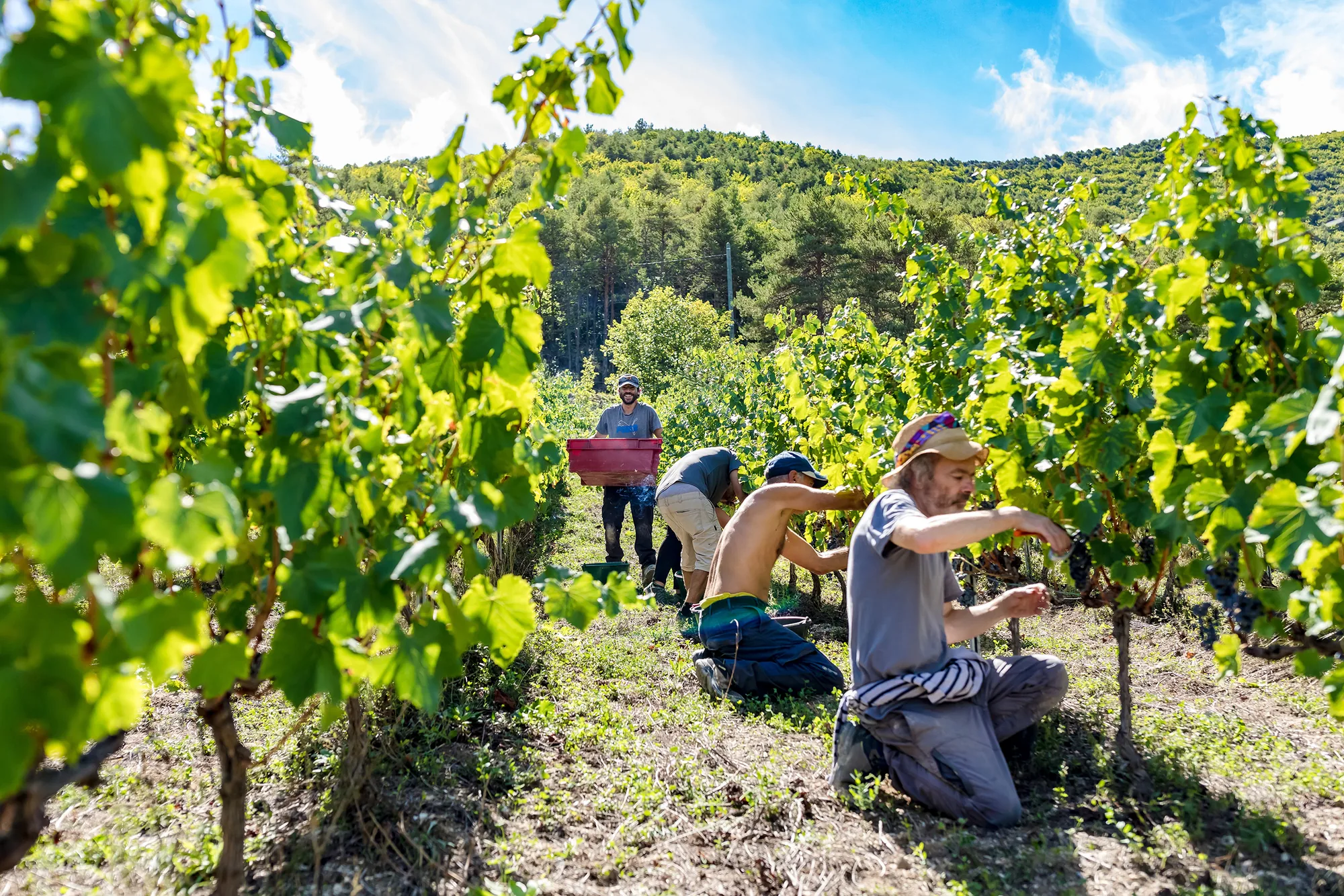 Vendanges dans le vignoble du domaine